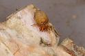 Uloborus_ZZ625_D7987_Z_89_North Stradbroke island_Australie